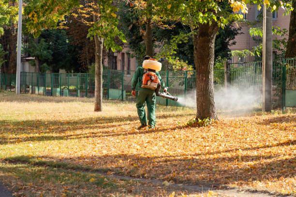 Best Flea Control Services  in Mckeesport, PA